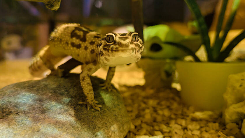 Leopardgecko Chili in Nahaufnahme im Terrarium – Geckos als geborene Jäger