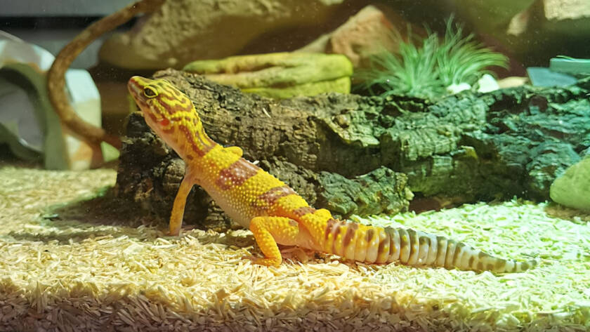 Leuchtend gelber Leopardgecko klettert auf einem Baumstamm im Terrarium – Reptil als Haustier
