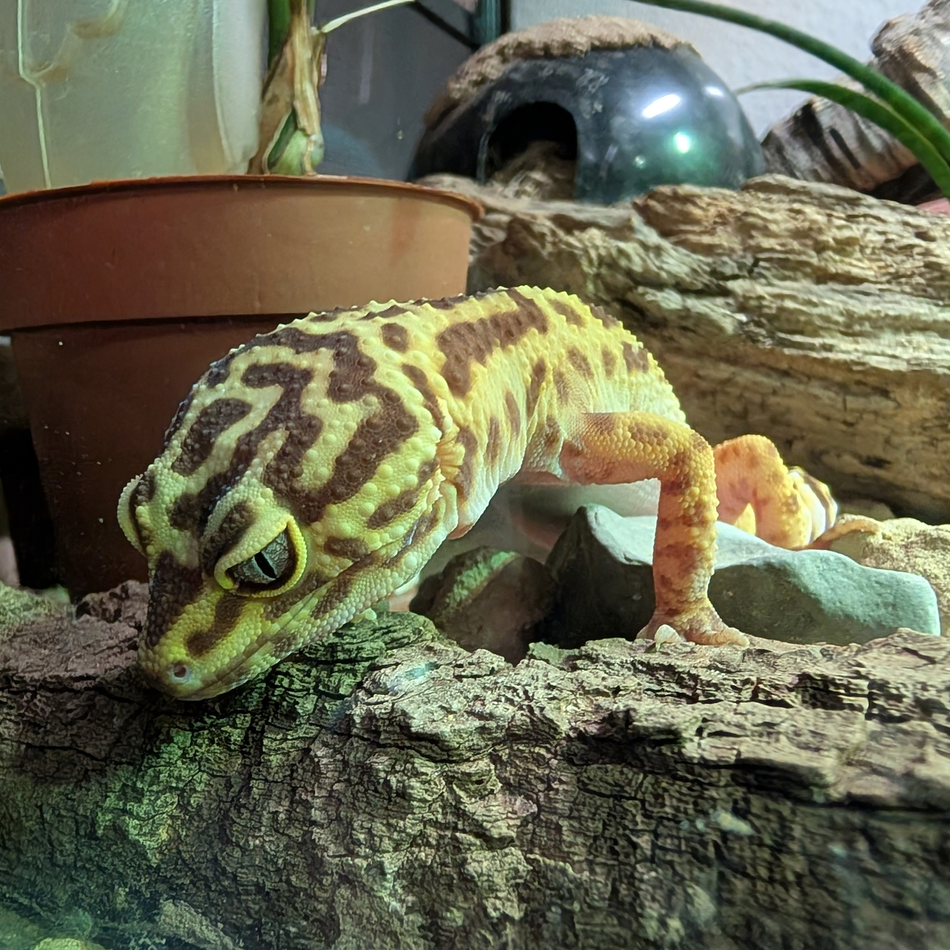 Leopardgecko Chili schaut neugierig aus dem Terrarium – Gecko mit ausgeprägtem Interesse an allem, was sich außerhalb bewegt