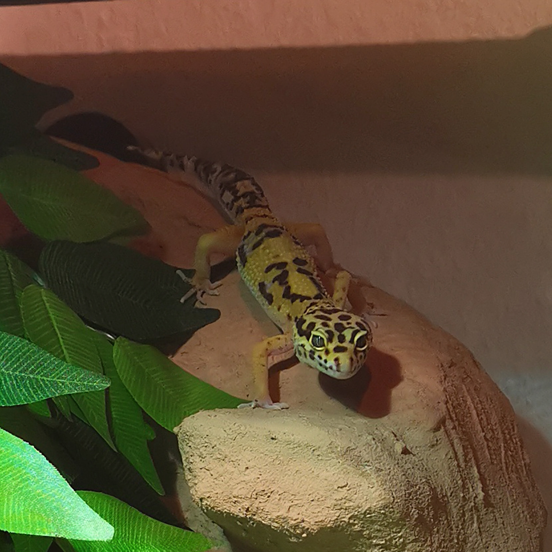 Leopardgecko Pepper klettert auf der Rückwand zwischen Kunstpflanzen im Terrarium – junges Reptil mit natürlicher Färbung