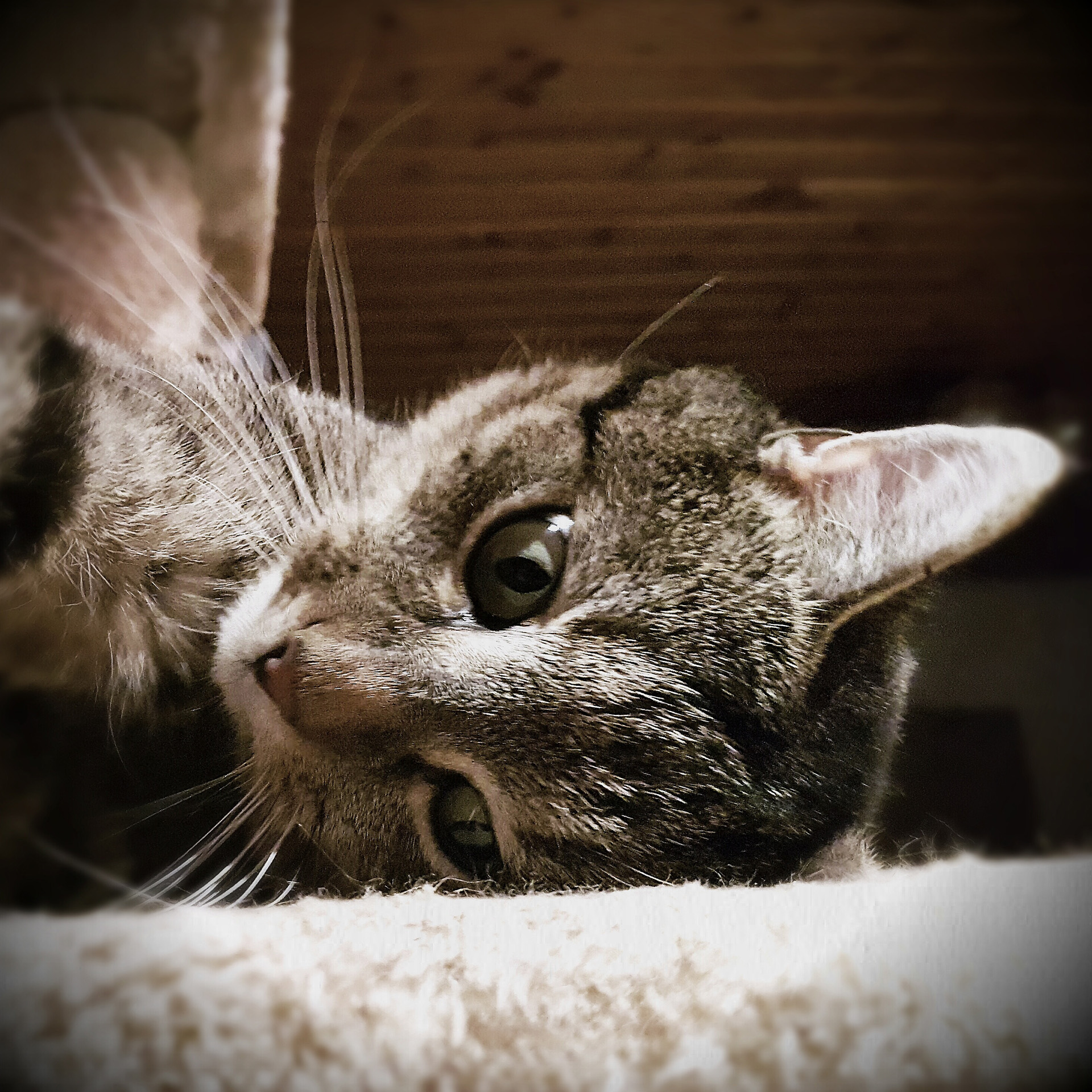 Getigerte Katze Sammy in Nahaufnahme – Haustier, das fünf Jahre unser Leben begleitete