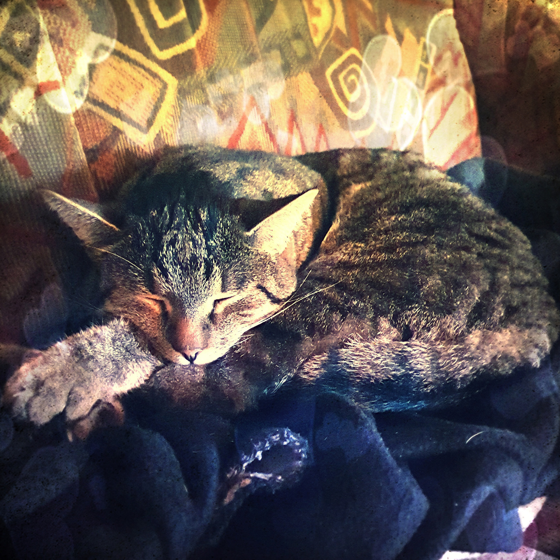 Getigerte Katze Sammy schläft zusammengerollt auf einer Decke – Erinnerung an ein geliebtes Haustier
