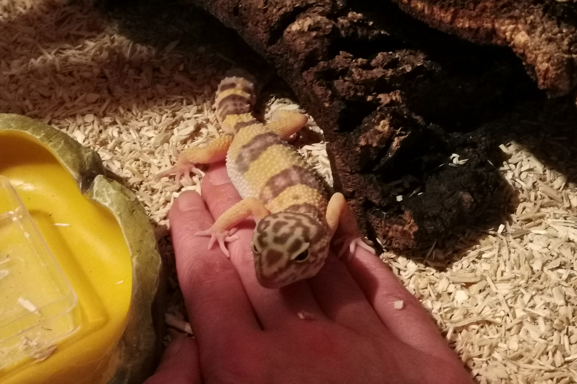Leopardgecko Chili sitzt auf einer Hand im Terrarium – zahmes Reptil mit Hand-Amnesie
