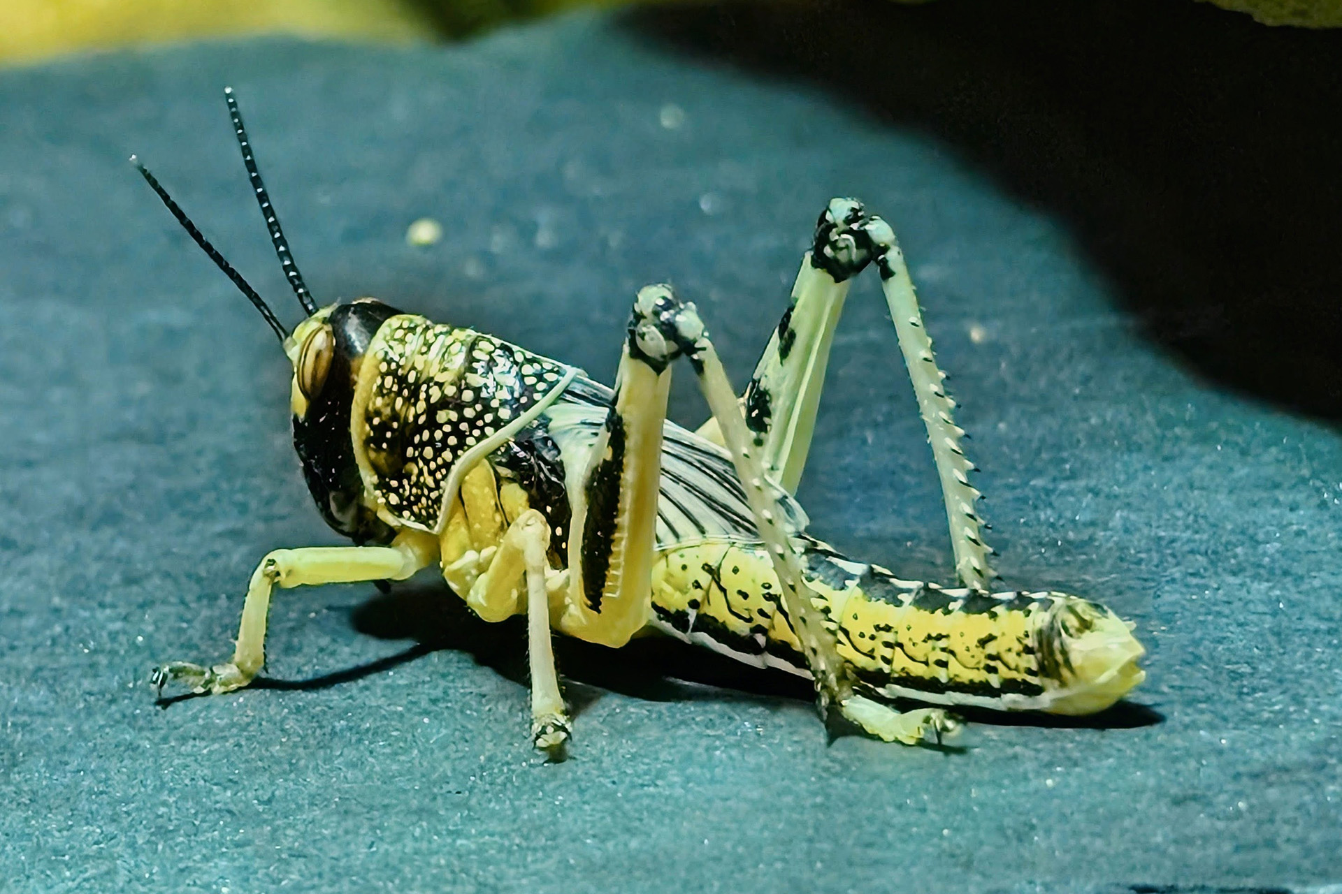 Heuschrecke in Nahaufnahme auf grauer Schieferplatte – Geckos Lieblingsbeute macht heute keine Anstalten, gejagt zu werden