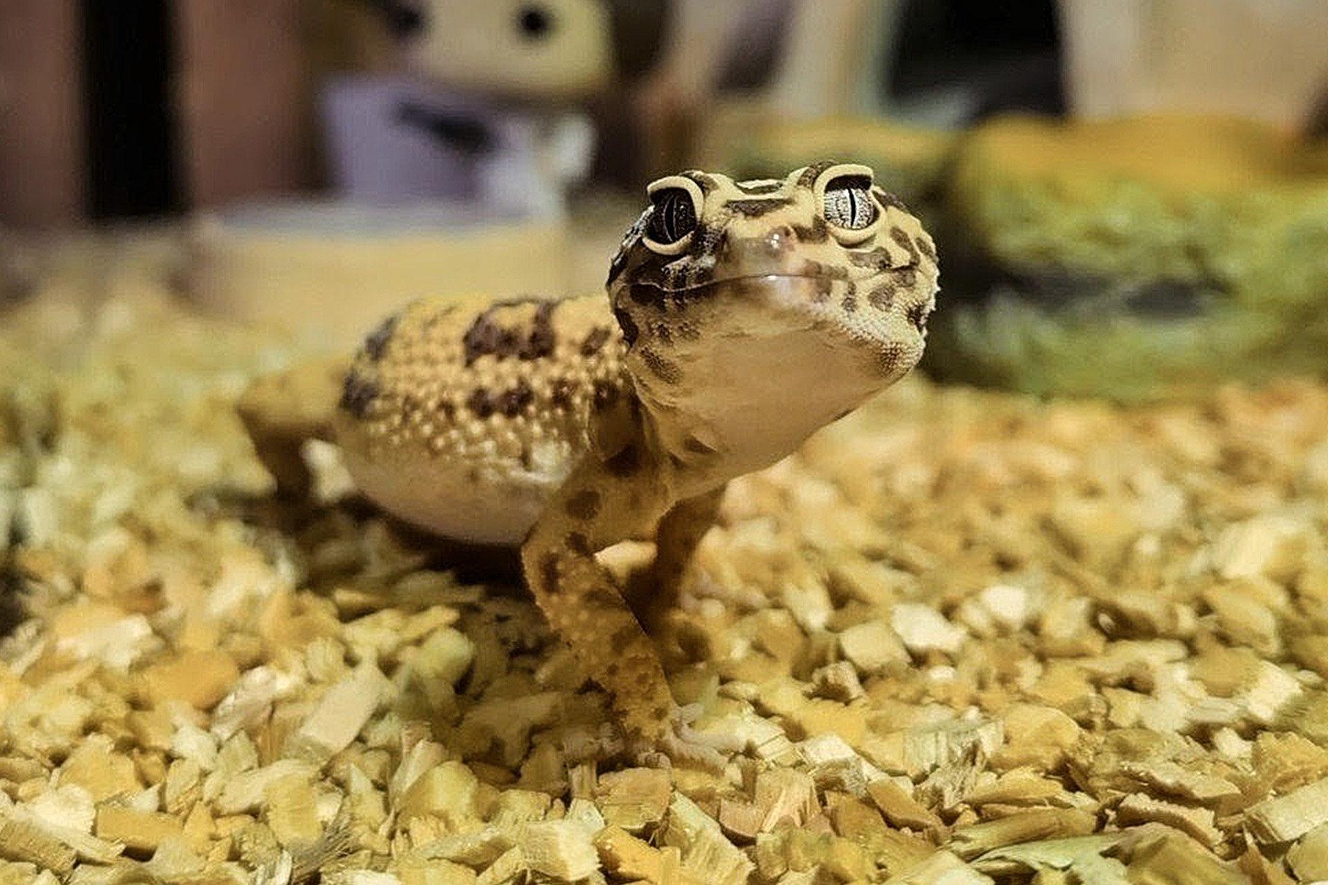 Leopardgecko Chili in frontaler Nahaufnahme mit dem typischen Lächeln im Gesicht – Reptil mit Persönlichkeit im Terrarium