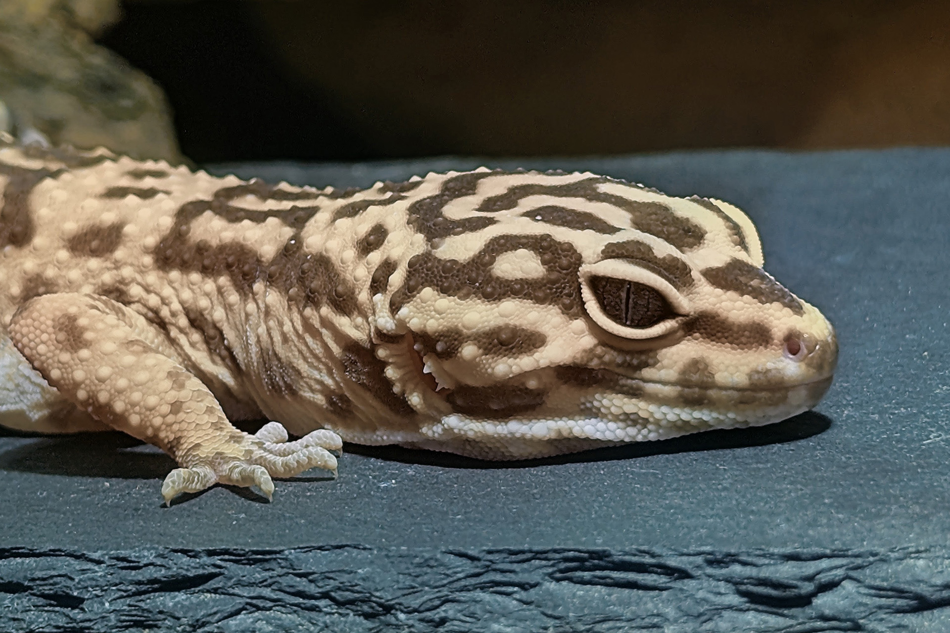 Leopardgecko Chili liegt müde auf einer grauen Schieferplatte – bitte nicht ansprechen vor dem ersten Kaffee