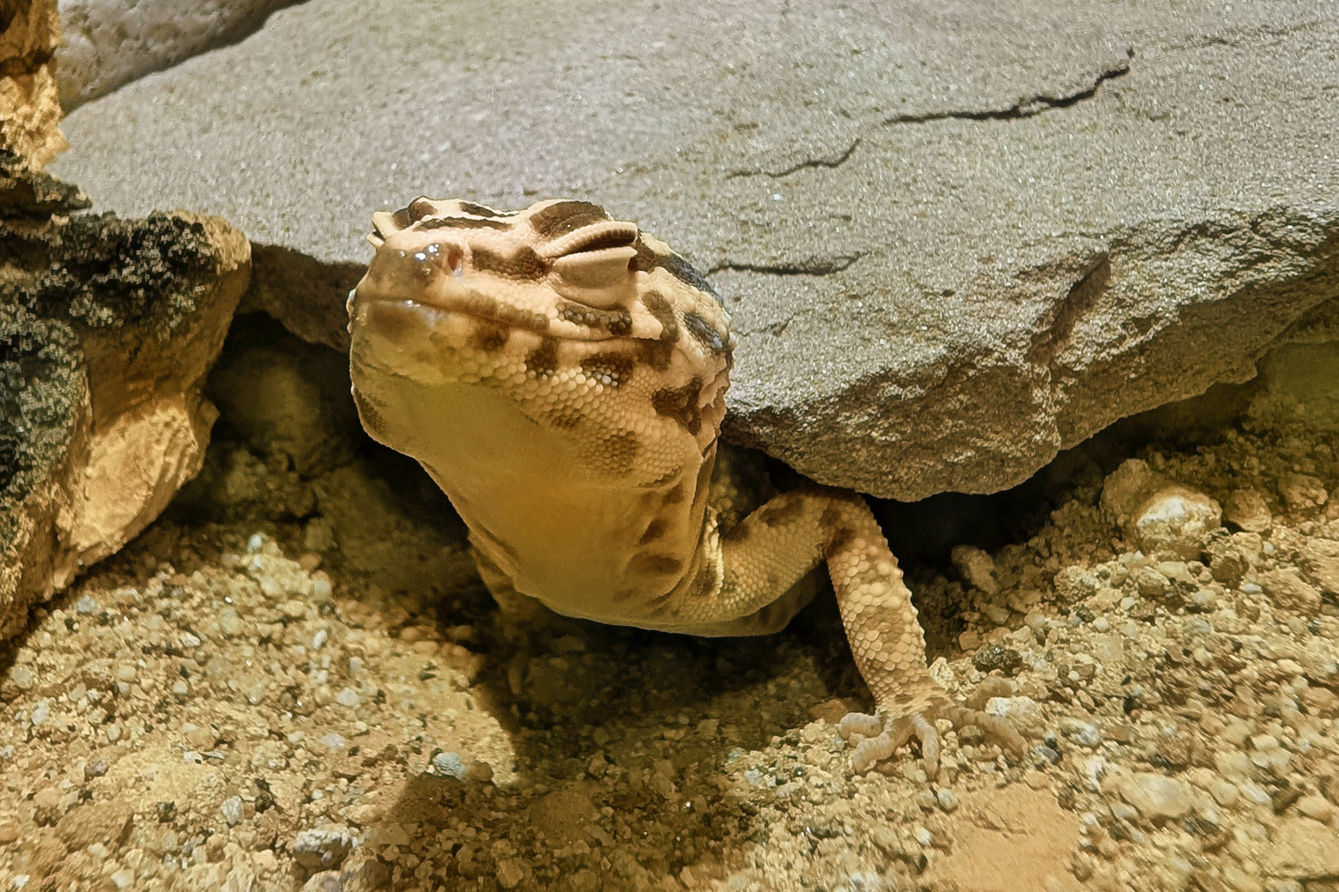 Leopardgecko Chili liegt zufrieden unter einem Stein im Terrarium – vollgefressene Gecko-Dame bei der Verdauung
