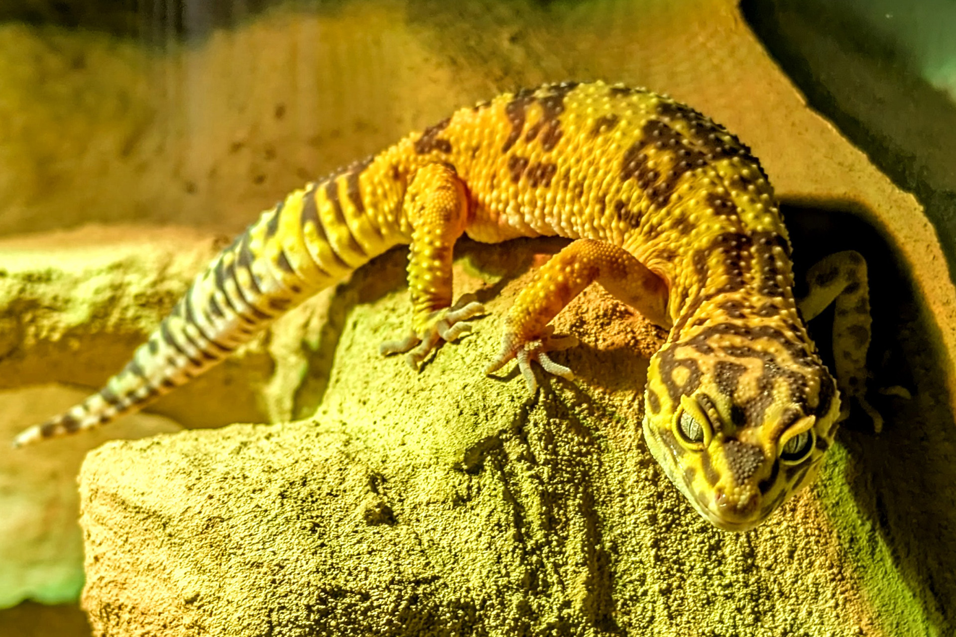 Leuchtend gelber Leopardgecko Chili klettert über einen Stein auf Patrouille durch ihr Terrarium